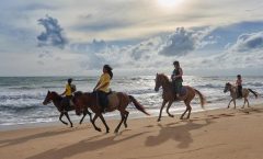 Phuket Horse Riding Club - Horseback Riding