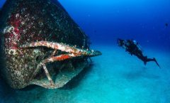 Racha Noi and Racha Yai Dive Trip from Phuket - Snorkeling