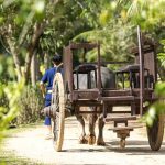 Full-Day Phuket Local Life Culture Tour with Pickup and Lunch - Phuket Old Town