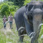 Phuket: Elephant Sanctuary Small Group Tour - Nature and Wildlife Phuket: Elephant Sanctuary Small Group Tour - Nature and Wildlife