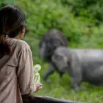 Phuket: Canopy Walkway Tour of the Elephant Sanctuary - Nature and Wildlife Phuket: Canopy Walkway Tour of the Elephant Sanctuary - Nature and Wildlife