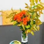Bangtao Guest House Bangtao Guest House